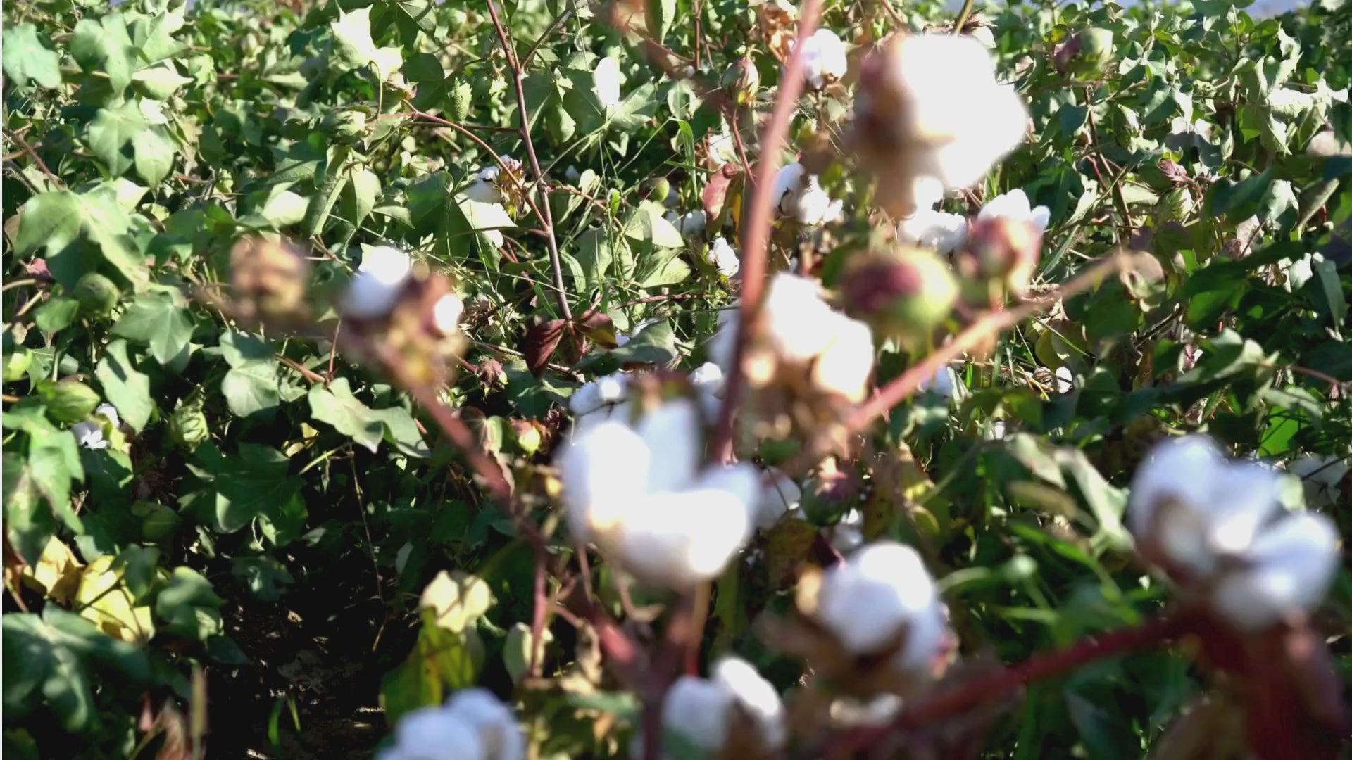 Video laden: 